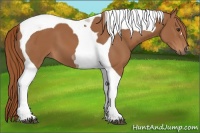 Horse Color:Chestnut Tobiano 