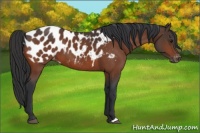Horse Color:Bay Appaloosa