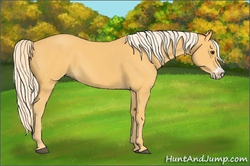 Horse Color:Palomino Frame