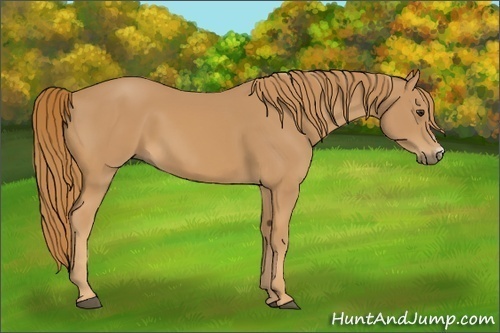 Horse Color:Chestnut Frame 