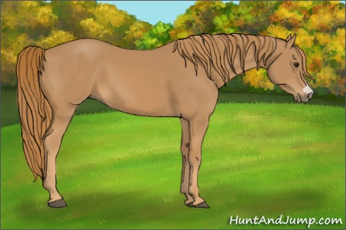 Horse Color:Chestnut Frame 