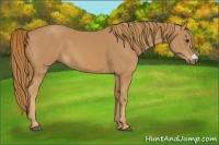 Horse Color:Chestnut Frame
