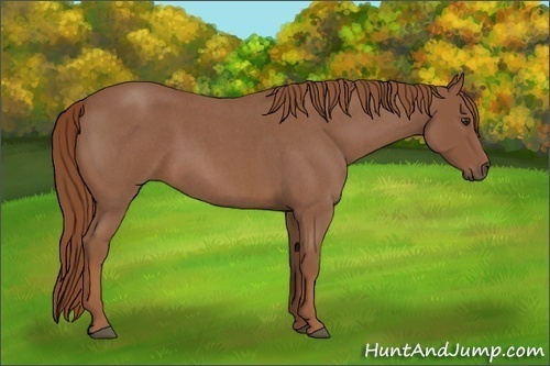 Horse Color:Red Roan 