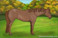 Horse Color:Red Roan