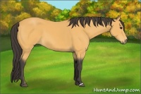 Horse Color:Buckskin 