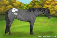 Horse Color:Blue Roan Appaloosa 