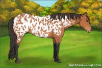Horse Color:Bay Near Leopard