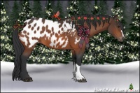 Horse Color:Bay Appaloosa
