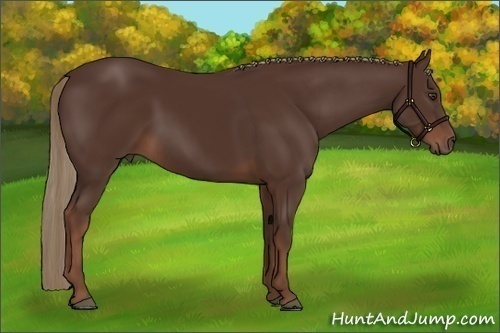 Horse Color:Liver Chestnut 