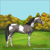 Horse Color:Grullo Sabino Splash  and Grullo Sabino Splash Tobiano 