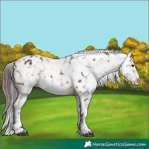 Horse Color:Bay Appaloosa 