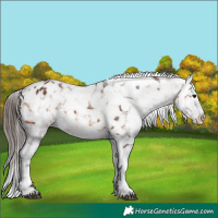 Horse Color:Bay Appaloosa 