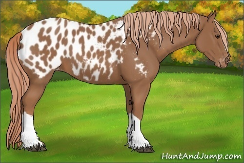 Horse Color:Chestnut Near Leopard