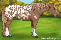 Horse Color:Chestnut Near Leopard 