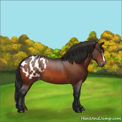 Horse Color:Bay Appaloosa 