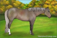 Horse Color:Silver Black Tobiano 