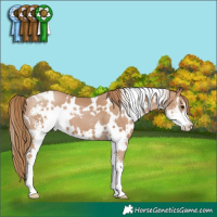 Horse Color:White Spotted Black Pearl Sabino