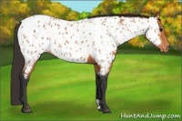 Horse Color:Bay Appaloosa 