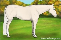 Horse Color:Cremello 