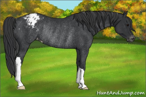 Horse Color:Black Appaloosa Rabicano 