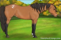 Horse Color:Bay Appaloosa 
