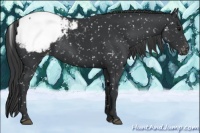 Horse Color:Black Appaloosa Rabicano 