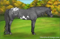Horse Color:Black Frame Appaloosa Rabicano 