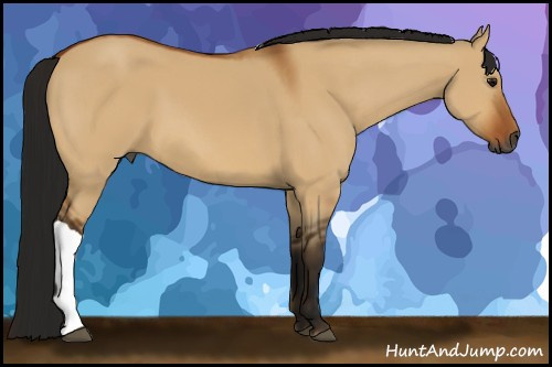 Horse Color:Gray Bay Dun 