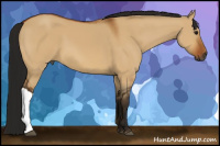 Horse Color:Gray Bay Dun 
