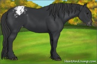 Horse Color:Black Appaloosa Rabicano 