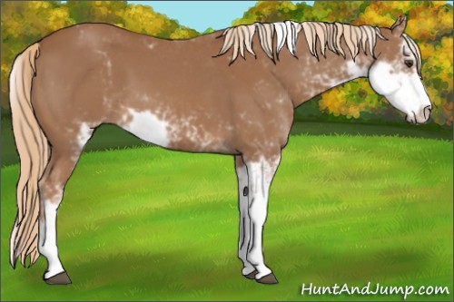 Horse Color:Chestnut Sabino 