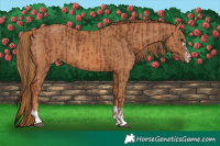 Horse Color:Chestnut  and Chestnut 