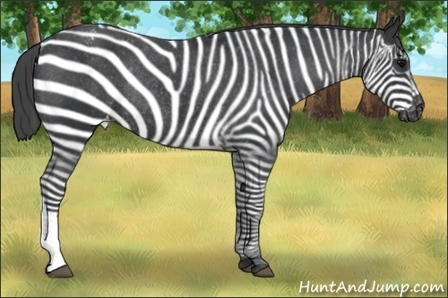 Horse Color:Black Appaloosa Rabicano 