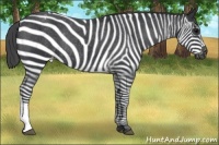 Horse Color:Black Appaloosa Rabicano 