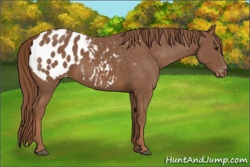 Horse Color:Chestnut Appaloosa 