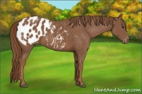 Horse Color:Chestnut Appaloosa 