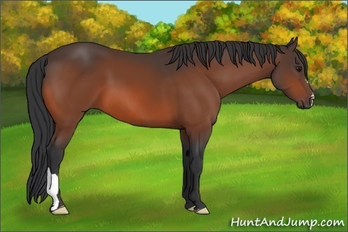 Horse Color:Brown 