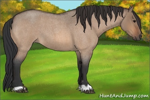 Horse Color:Bay Roan Dun 