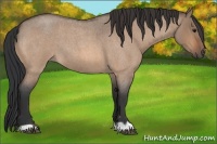 Horse Color:Bay Roan Dun 