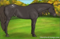 Horse Color:Smoky Black Appaloosa Rabicano 