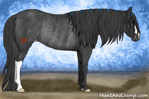 Horse Color:Black Appaloosa Rabicano 