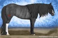 Horse Color:Black Appaloosa Rabicano 
