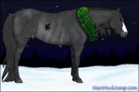 Horse Color:Black Appaloosa Rabicano 