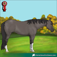Horse Color:Smoky Grullo