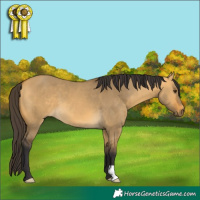 Horse Color:Buckskin Dun
