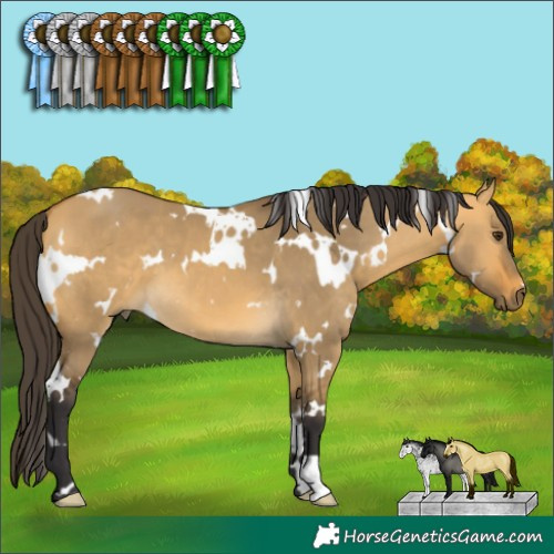 Horse Color:White Spotted Buckskin Dun 