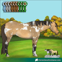 Horse Color:White Spotted Buckskin Dun 