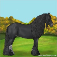 Horse Color:Black Appaloosa Rabicano 