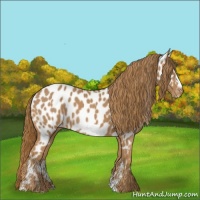 Horse Color:Chestnut Frame Appaloosa 