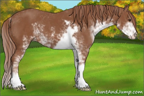 Horse Color:Chestnut Sabino 